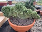 Cactus Tricocereus Pachanoi( San Pedro) Cristaten 33cmschaal, Ophalen of Verzenden, Minder dan 100 cm, Bloeiende kamerplant, Volle zon