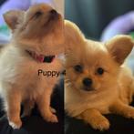 Mooie lieve puppy’s, Dieren en Toebehoren, 8 tot 15 weken, Meerdere, Meerdere dieren, Nederland