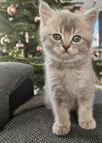 Britse korthaar kittens, Dieren en Toebehoren, Katten en Kittens | Raskatten | Korthaar, Meerdere dieren, Ontwormd, 0 tot 2 jaar