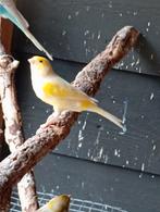 Mannelijke Kanarie, Dieren en Toebehoren, Vogels | Kanaries, Vrouwelijk