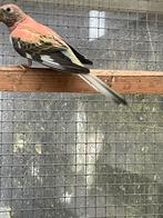 Bourke, Vrouwelijk, Parkiet