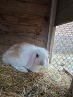 Leuk hangoor rammetje  wit bruin, Mannelijk, Dwerg, Hangoor