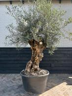 Olea europaea olijfboom stamomtrek 80/100 cm, 100 tot 250 cm, Olijfboom, Zomer, Ophalen