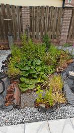 Planten, Tuin en Terras, Ophalen, Zomer, Overige soorten