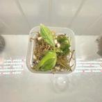 Philodendron gloriosum tricolor S 3, Huis en Inrichting, Kamerplanten, Ophalen of Verzenden, Halfschaduw, Minder dan 100 cm