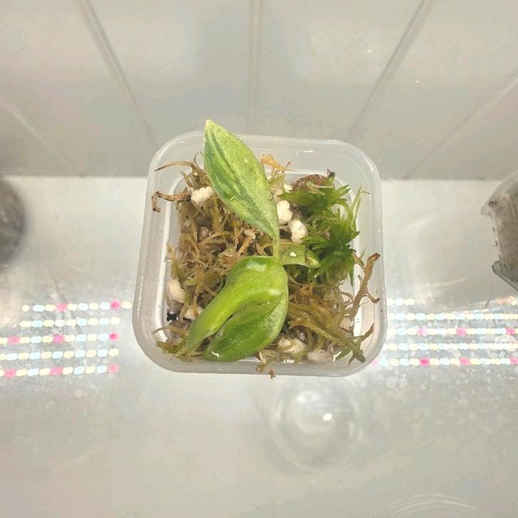 Philodendron gloriosum tricolor S 3, Huis en Inrichting, Kamerplanten, Minder dan 100 cm, Halfschaduw, Ophalen of Verzenden