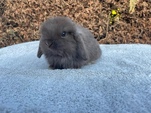 Lieve choco minilop voedster, Dieren en Toebehoren, Konijnen, Dwerg, Vrouwelijk