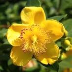 Hertshooi (Hypericum), Bodembedekkers, Vaste plant, Ophalen of Verzenden, Halfschaduw