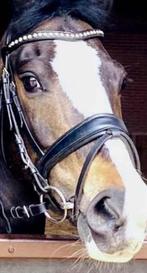 Hoofdstel pony, Ophalen of Verzenden, Zo goed als nieuw, Overige soorten