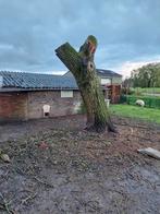 Zaaghout tafelbladen walnoten boom 80 cm doorsnee, Tuin en Terras, Planten | Bomen, Ophalen of Verzenden