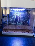 Aquarium met ledverlichting pomp alles erbij, Ophalen, Zo goed als nieuw, Gevuld zoetwateraquarium