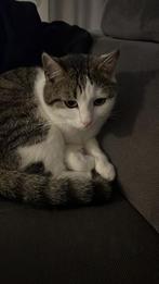 Schatige kat, Dieren en Toebehoren, Katten en Kittens | Overige Katten, Kater, Kortharig, 0 tot 2 jaar