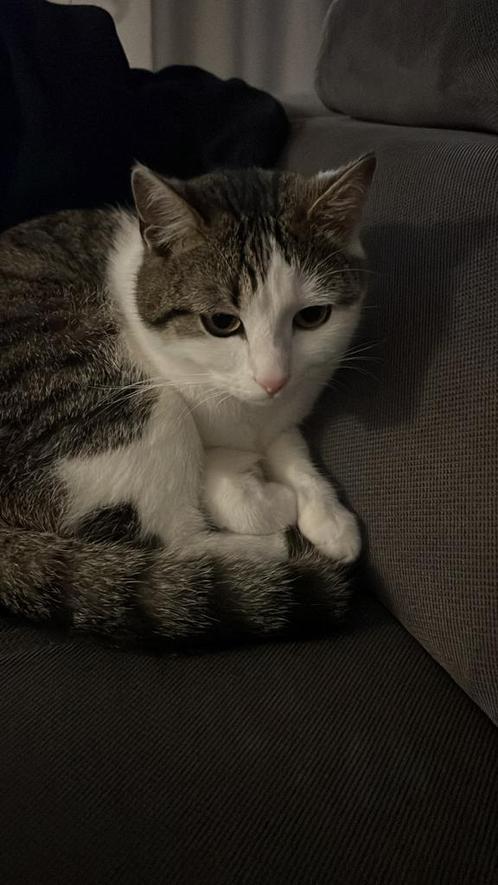 Schatige kat, Dieren en Toebehoren, Katten en Kittens | Overige Katten, Kortharig, Kater, 0 tot 2 jaar