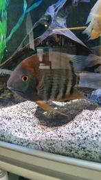 Volwassen heros rotkeil, Vis, Zoetwatervis, Schoolvis