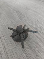 Giant Tarantula of spider miniature, Hobby en Vrije tijd, Ophalen of Verzenden, Zo goed als nieuw, Figuurtje(s)