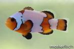 Amphiprion Ocellaris Snowflake 1x, Dieren en Toebehoren, Vis