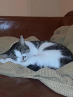 binnen poes binnenkat, slank, wit en vlekken., Dieren en Toebehoren, Katten en Kittens | Overige Katten, Poes, Kortharig, 3 tot 5 jaar