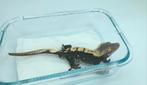 100% Het Axanthic Man, RTB, Dieren en Toebehoren, Hagedis, Tam, 0 tot 2 jaar