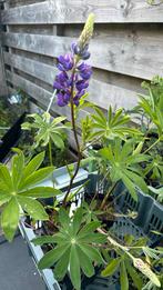 Lupine Paars/Roze Mix, Ophalen, Zomer, Overige soorten, Volle zon