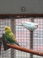 Grasparkieten, Meerdere dieren, Parkiet