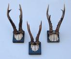 3 x antiek REE GEWEI op zwart houten schild - rond 1900