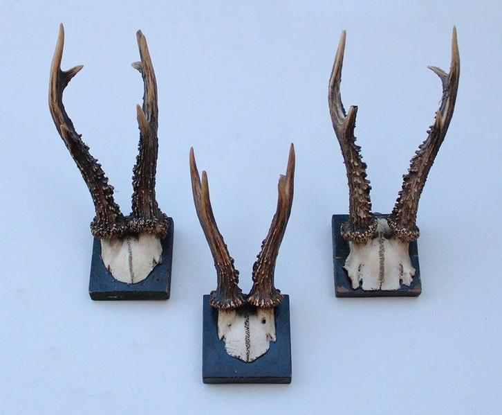 3 x antiek REE GEWEI op zwart houten schild - rond 1900, Verzamelen, Dierenverzamelingen, Gebruikt, Gewei of Kop, Hert, Ophalen of Verzenden