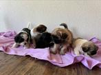 Prachtige boomer pups ( Maltezer x Shih tzu ), 8 tot 15 weken, Meerdere, Meerdere dieren, Klein