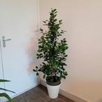 Ficus grote kamerplant 1.5 meter, Huis en Inrichting, Ophalen, Ficus, Halfschaduw, 150 tot 200 cm