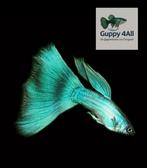 🐟🔷️Green Blue Moscow guppy vrouwen 🐟🔷️, Vis