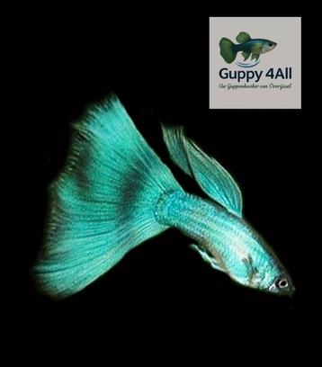 🐟🔷️Green Blue Moscow guppy vrouwen 🐟🔷️ beschikbaar voor biedingen