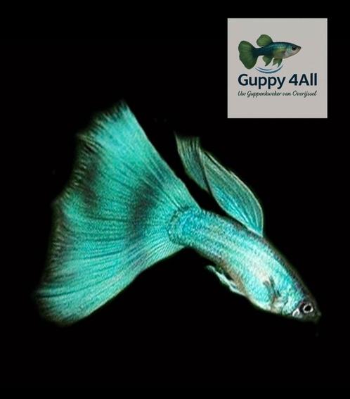 🐟🔷️Green Blue Moscow guppy vrouwen 🐟🔷️, Dieren en Toebehoren, Vissen | Aquariumvissen, Vis