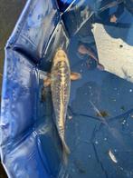 Kikokuryu Japanse koi, Karper of Koi