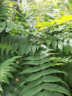 Jonge fluweelbomen/Rhus Typhina in diverse maten, Tuin en Terras, Planten | Bomen, Halfschaduw, Zomer, Overige soorten, Ophalen of Verzenden