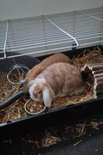 Koppel man/ vrouwtje hangoor konijnen, Dieren en Toebehoren, Knaagdieren, Augustus, Meerdere dieren