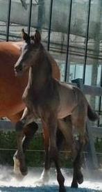 2 super fijne veulens & jaarling merrie, Dieren en Toebehoren, Paarden, Hengst, Niet van toepassing, 0 tot 2 jaar