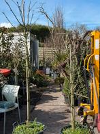 Gouden regens potgekweekt 1x laag 1xhalfstam pst 39.95, Ophalen, Laurier, Struik, 100 tot 250 cm