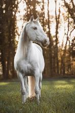 Ter dekking; APTO P.R.E Hengst schimmel, Hengst