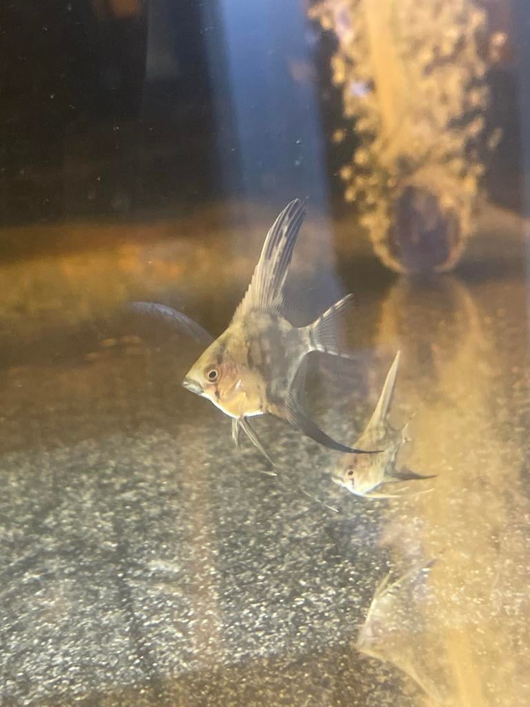 Baby maanvissen kruising ( gold/rio nanay), Vis