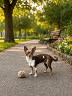 Liefhebbende Chihuahua reu, Particulier, 15 weken tot 1 jaar, Reu, Buitenland