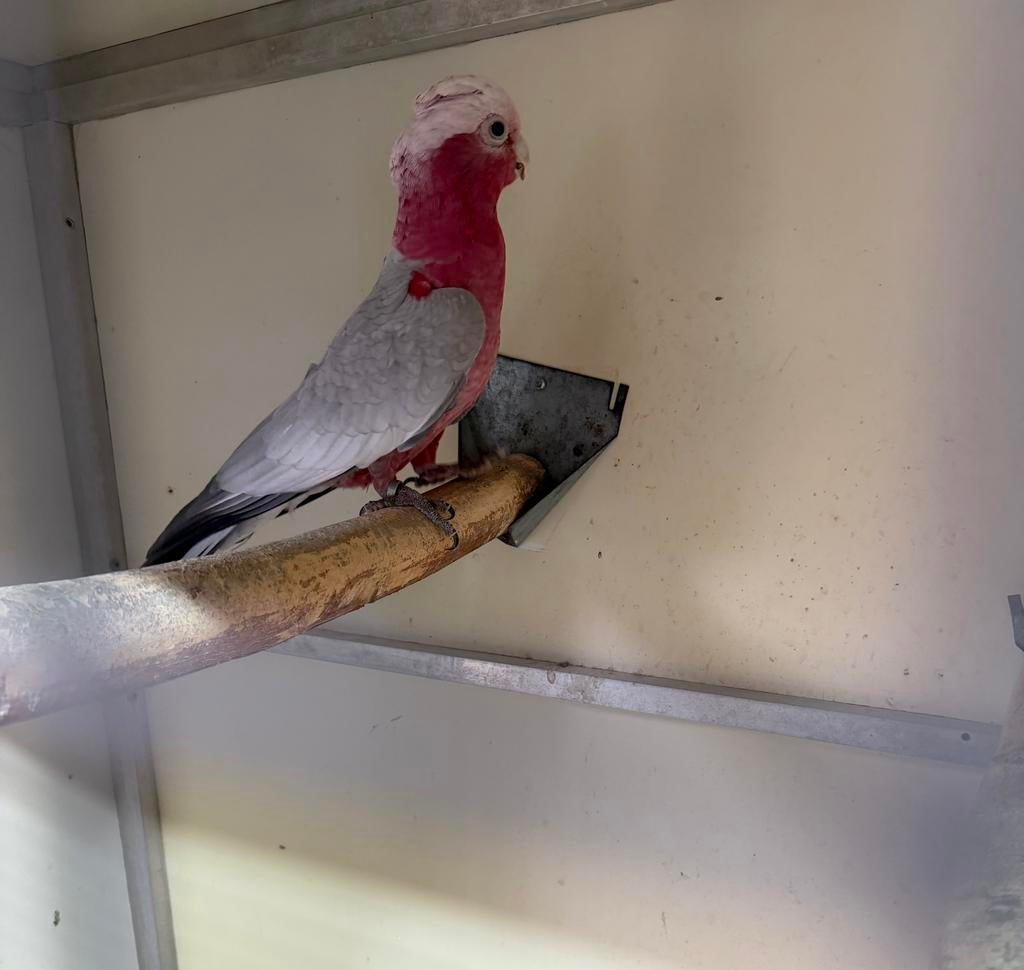 Kaketoe Rosé, Mannelijk, Papegaai, Geringd