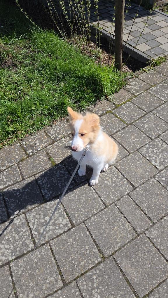 Border collie pup, Parvo, België, Particulier, 15 weken tot 1 jaar