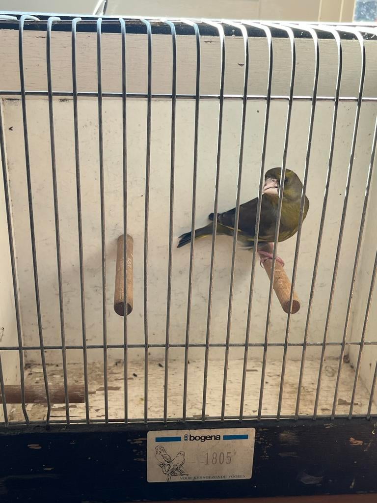 Schotse Groenling man, Dieren en Toebehoren, Mannelijk, Geringd