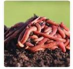 Wie helpt ons aan compostwormen start wormenbak/wormenhotel, Ophalen, Compostbak