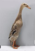 Loopeend forel gezocht!, Dieren en Toebehoren, Vrouwelijk, Eend