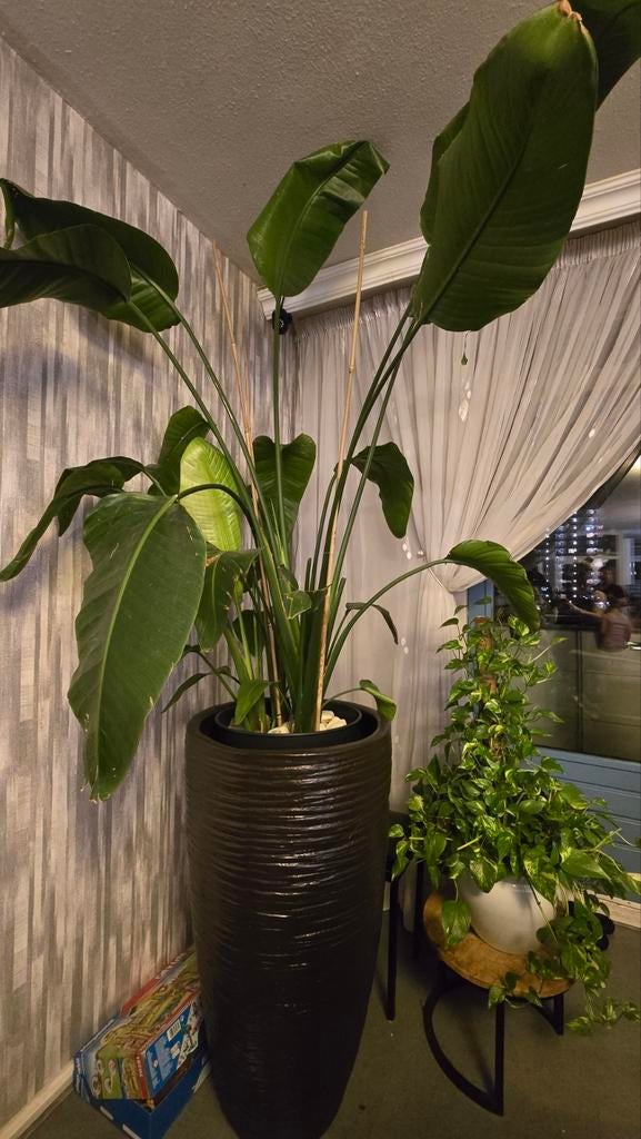 Grote Strelitzia Nicolai (Paradijsvogelplant), Huis en Inrichting, Kamerplanten, Ophalen of Verzenden