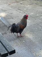 Prachtige jonge haan, Dieren en Toebehoren, Mannelijk, Kip