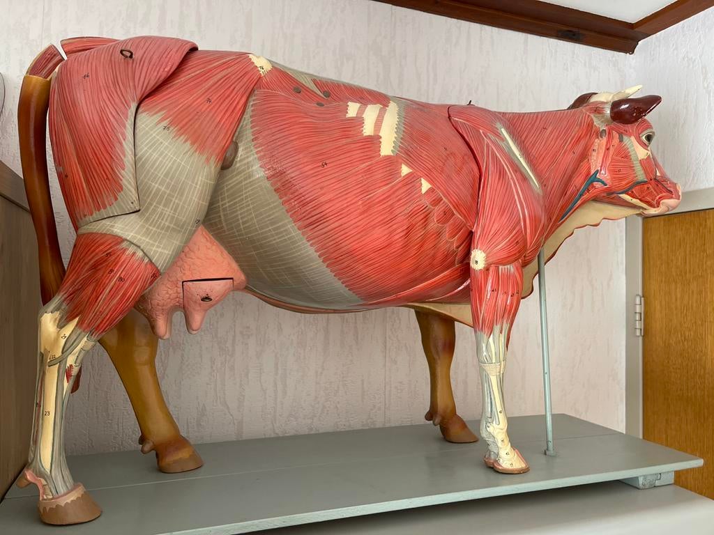 Prachtig anatomisch model koe van de firma Somso, Ophalen of Verzenden, Zo goed als nieuw, Boerderijdier, Opgezet dier