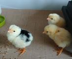 Witte/bonte leghorn kuikens, Geslacht onbekend, Kip