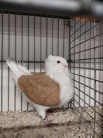 Oudhollandse meeuwen., Meerdere dieren, Overige soorten