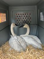 Gevraagd koppel trompet bewicki of fluit zwanen, Dieren en Toebehoren, Pluimvee, Meerdere dieren, Gans of Zwaan